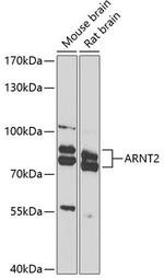 ARNT2 Antibody in Western Blot (WB)