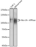 ATP1A1 Antibody in Western Blot (WB)