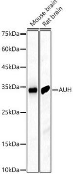 AUH Antibody in Western Blot (WB)