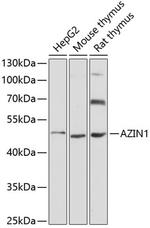 AZIN1 Antibody in Western Blot (WB)