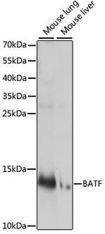 BATF Antibody in Western Blot (WB)