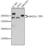 BAZ2A Antibody in Western Blot (WB)