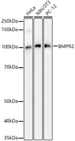 BMPR2 Antibody in Western Blot (WB)