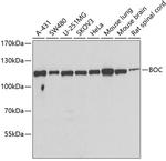 BOC Antibody in Western Blot (WB)