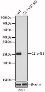 KNP-I Antibody in Western Blot (WB)