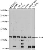 C2CD5 Antibody in Western Blot (WB)