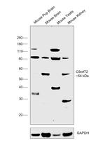 C9orf72 Antibody in Western Blot (WB)