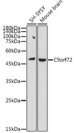 C9orf72 Antibody in Western Blot (WB)