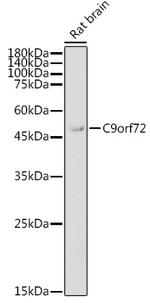 C9orf72 Antibody in Western Blot (WB)