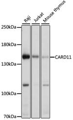 CARD11 Antibody in Western Blot (WB)