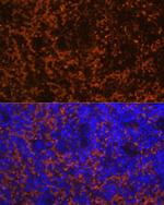 CCL19 Antibody in Immunohistochemistry (Paraffin) (IHC (P))