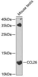 Eotaxin 3 Antibody in Western Blot (WB)