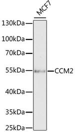 CCM2 Antibody in Western Blot (WB)