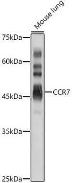 CCR7 Antibody in Western Blot (WB)