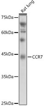 CCR7 Antibody in Western Blot (WB)