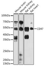 CD47 Antibody in Western Blot (WB)