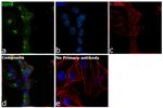 CD70 Antibody in Immunocytochemistry (ICC/IF)