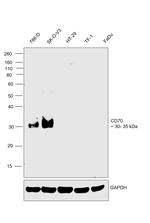 CD70 Antibody