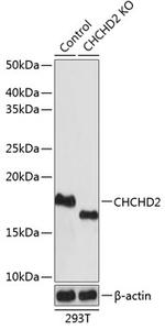 CHCHD2 Antibody in Western Blot (WB)