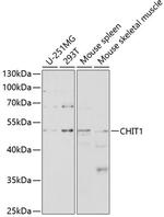 CHIT1 Antibody in Western Blot (WB)