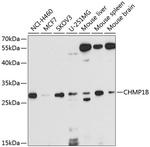 CHMP1B Antibody in Western Blot (WB)