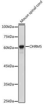 CHRM5 Antibody in Western Blot (WB)