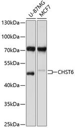 CHST6 Antibody in Western Blot (WB)