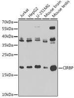 CIRBP Antibody in Western Blot (WB)