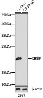 CIRBP Antibody in Western Blot (WB)