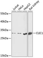 CLIC1 Antibody in Western Blot (WB)