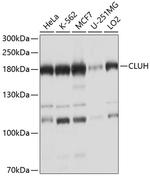 CLUH Antibody in Western Blot (WB)