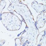 CNTN1 Antibody in Immunohistochemistry (Paraffin) (IHC (P))