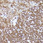 CNTN1 Antibody in Immunohistochemistry (Paraffin) (IHC (P))