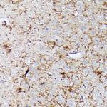 CNTN1 Antibody in Immunohistochemistry (Paraffin) (IHC (P))