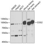 COG2 Antibody in Western Blot (WB)