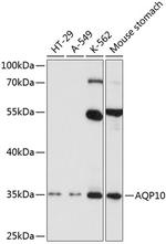 Aquaporin 10 Antibody in Western Blot (WB)