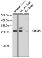 CRISP2 Antibody in Western Blot (WB)