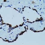 Cathepsin E Antibody in Immunohistochemistry (Paraffin) (IHC (P))