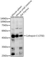 Cathepsin E Antibody in Western Blot (WB)