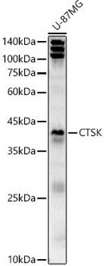 Cathepsin K Antibody in Western Blot (WB)