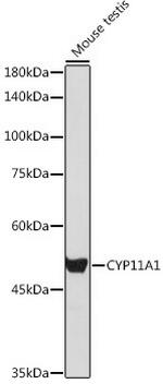 CYP11A1 Antibody in Western Blot (WB)