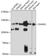 DAAM1 Antibody in Western Blot (WB)