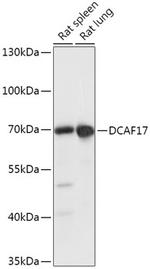 DCAF17 Antibody in Western Blot (WB)