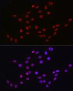 DDX39A Antibody in Immunocytochemistry (ICC/IF)