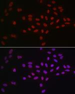 DDX39A Antibody in Immunocytochemistry (ICC/IF)