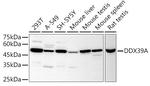 DDX39A Antibody in Western Blot (WB)