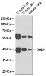 DHDH Antibody in Western Blot (WB)