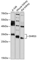 DHRS3 Antibody in Western Blot (WB)