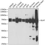 DLAT Antibody in Western Blot (WB)