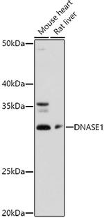 DNase I Antibody in Western Blot (WB)